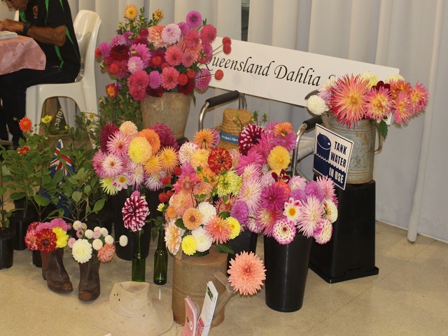 Dahlias Display