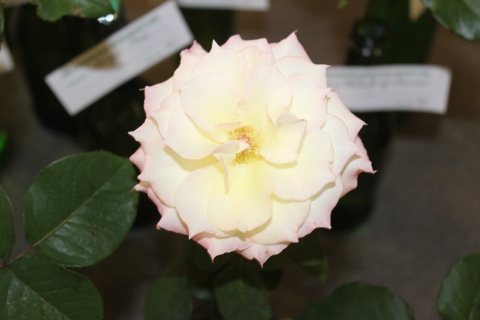 Rose Shows