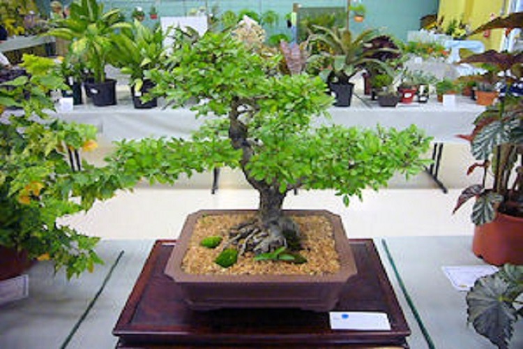 Bonsai