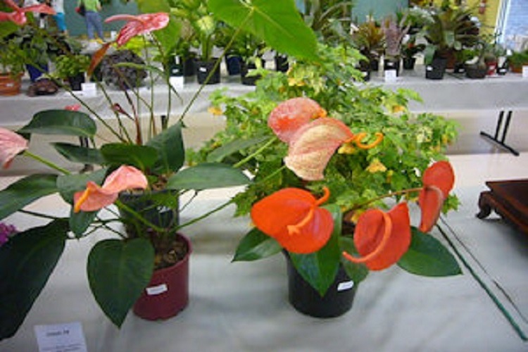 Flowering Plants