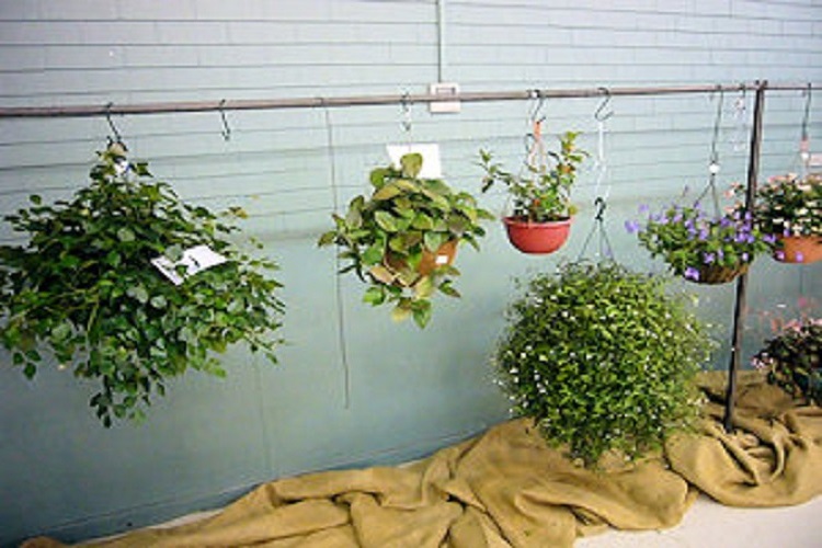 Hanging Baskets