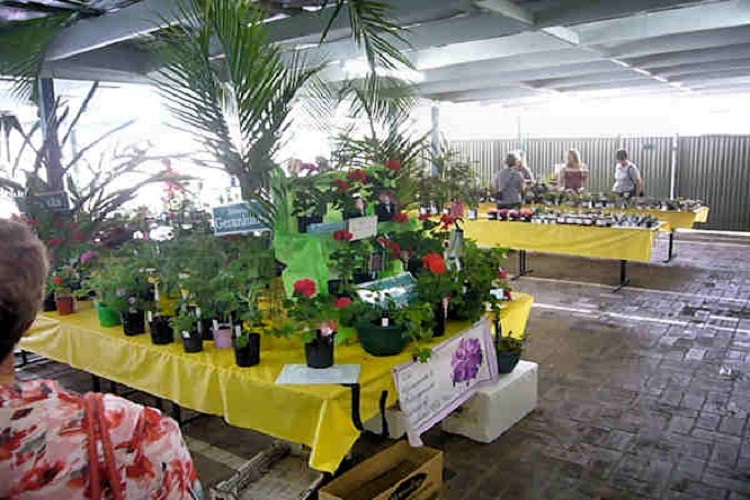 Plant Stall